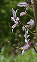 Burning bush - main link