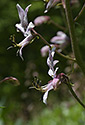 Burning bush - main link