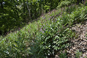 Burning bush - main link