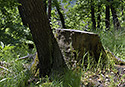 On slope edge - main link