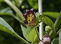 Deadly Nightshade - main link