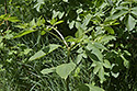 Deadly Nightshade - main link