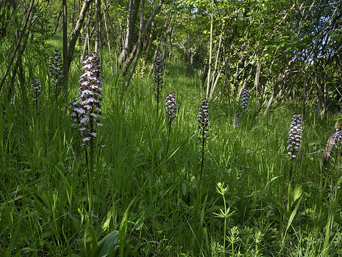 Lady orchid - smaller format