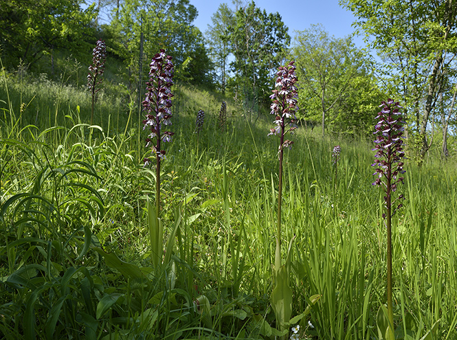 Lady orchid - smaller format