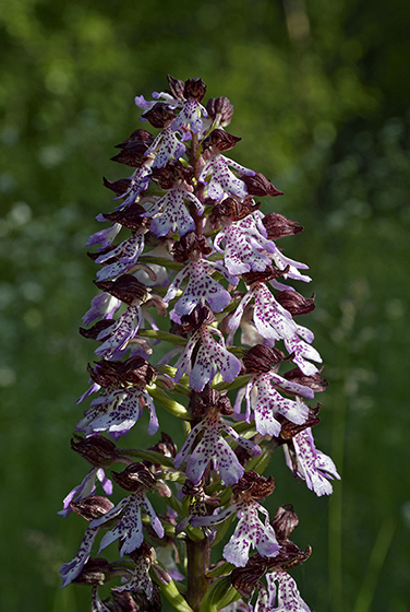 Lady orchid - smaller format