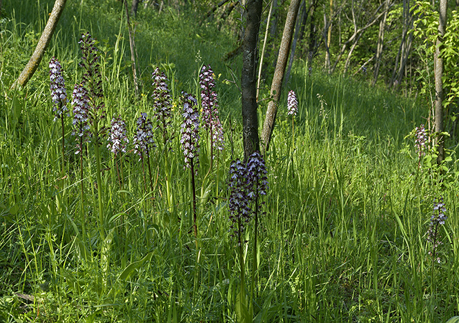 Lady orchid - smaller format