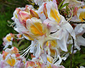 Azalea - main link