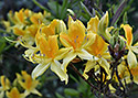Azalea - main link