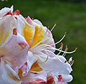 Azalea - main link