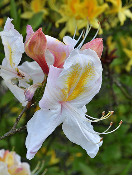 Azalea - smaller format