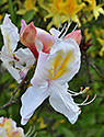 Azalea - main link