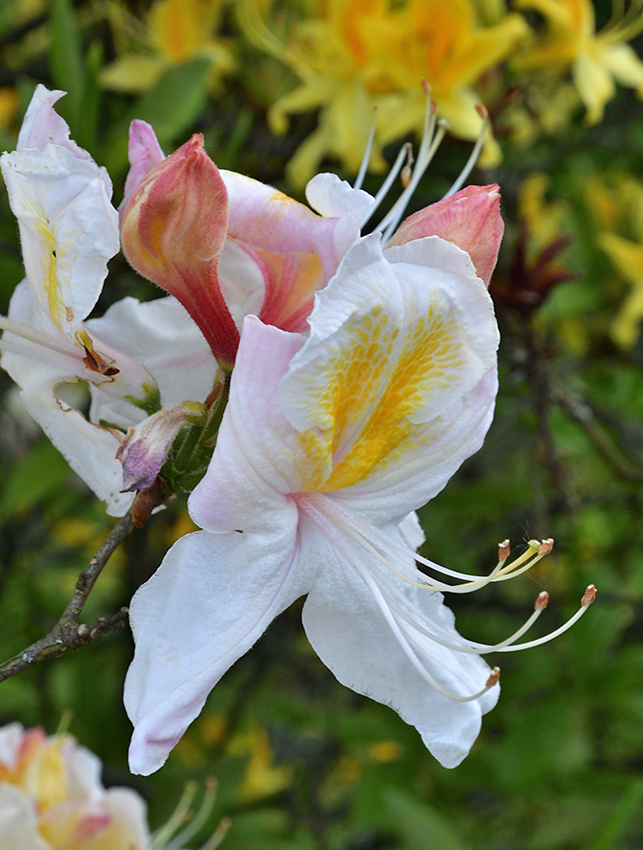 Azalea - larger format