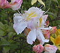 Azalea - main link