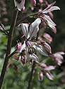 Burning bush - main link