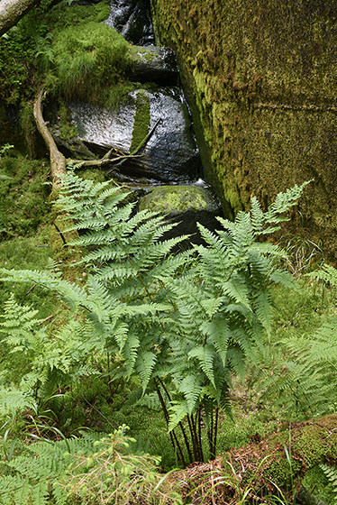 In the gorge - smaller format