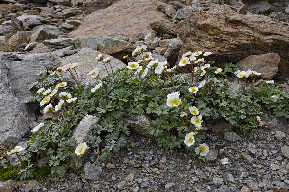 Glacier Crowfoot - larger format