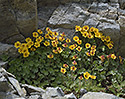Avens - main link