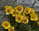 Avens - main link