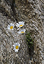 Leucanthemopsis alpina - main link
