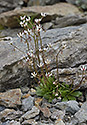 Star saxifrage - main link