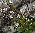 Star saxifrage - main link