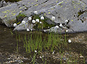 Cotton grass - main link
