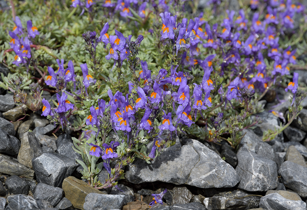 Alpine toadflax - larger format