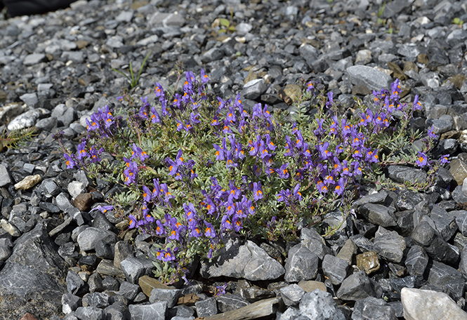 Alpine toadflax - smaller format