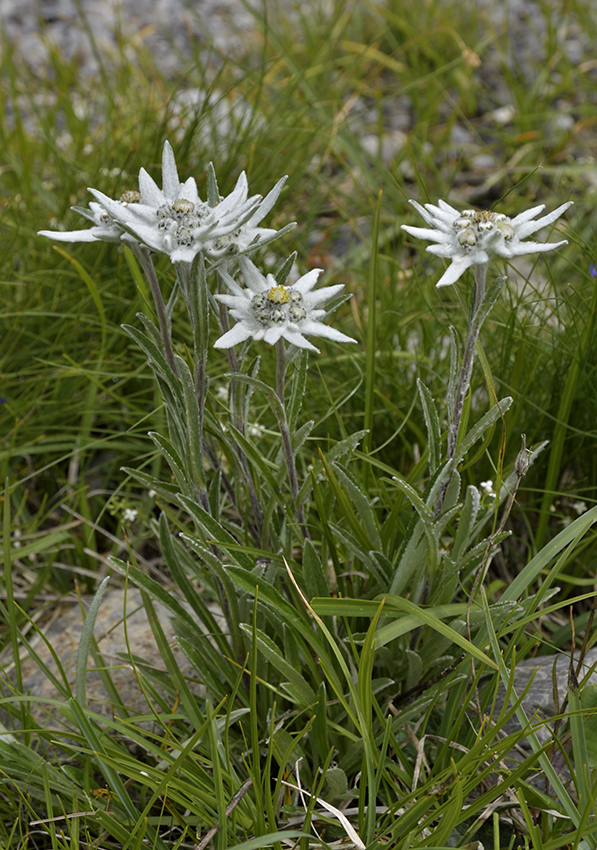 Edelweiss - larger format