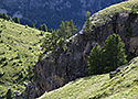 Borovice - hlavn odkaz