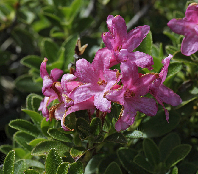 Rhododendron - men formt