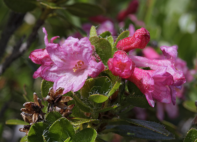 Rhododendron - men formt