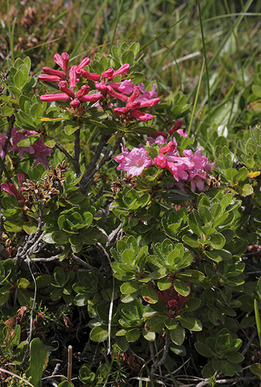 Rhododendron - men formt