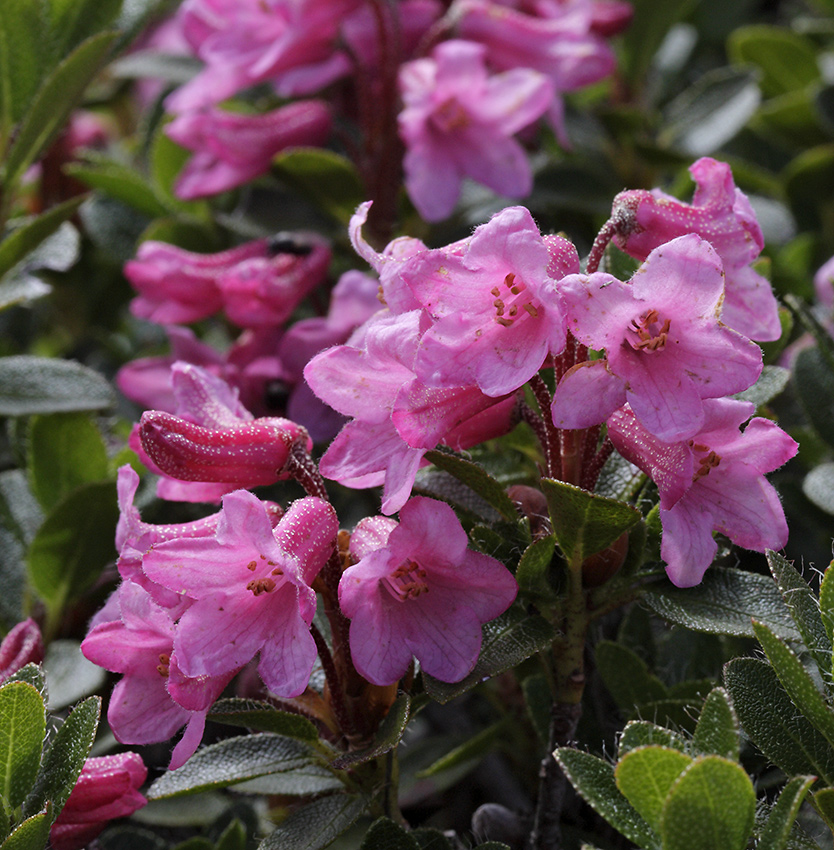 Rhododendron - larger format