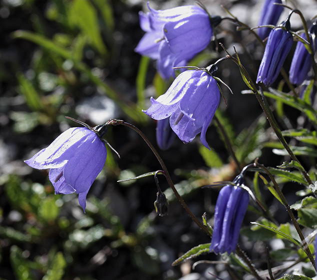 Bellflower - smaller format