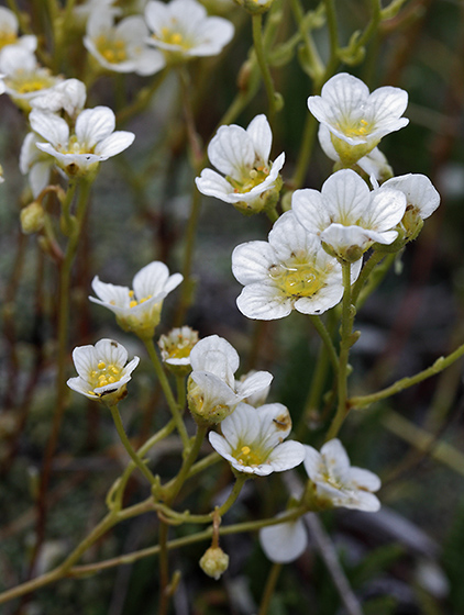 Saxifrage - smaller format