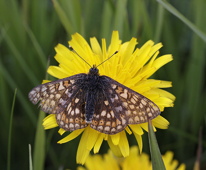 Fritillary - smaller format