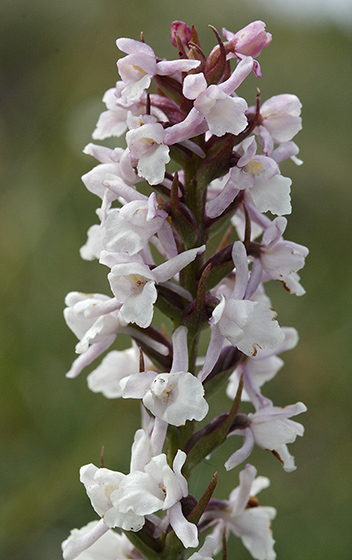 Short-spurred fragrant orchid - smaller format