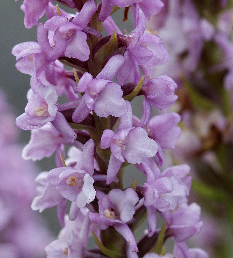 Short-spurred fragrant orchid - larger format