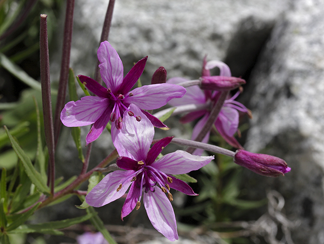 Willowherb - smaller format