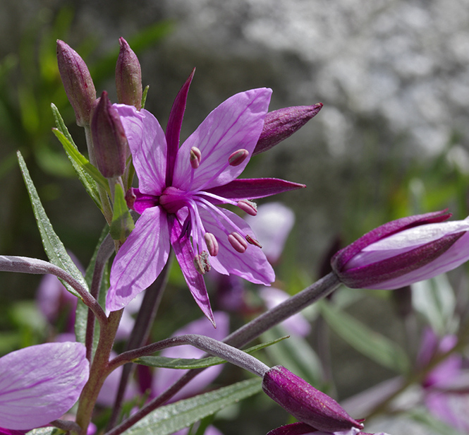 Willowherb - smaller format