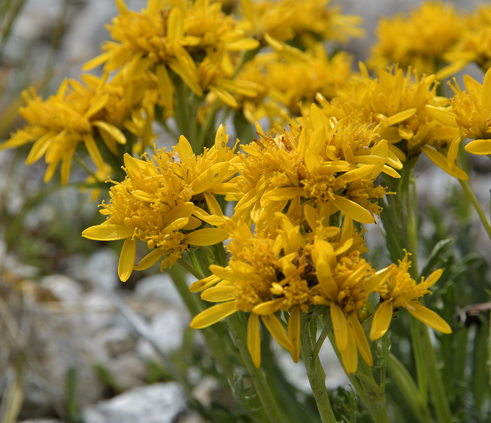 Ragwort - larger format