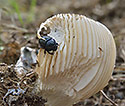 Dung beetle - main link