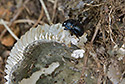 Dung beetle - main link
