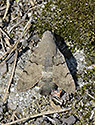 Humming-bird Hawk-moth - main link
