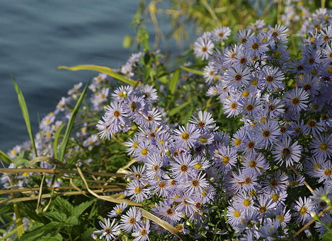 Aster - smaller format