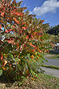 Sumach - main link