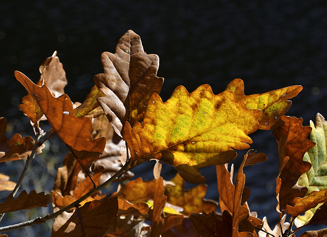 Leaves - smaller format
