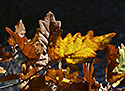 Leaves - main link