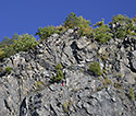 Under the top of "Maenka" - main link